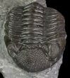 Long Eldredgeops Trilobite - Paulding, Ohio #68371-3